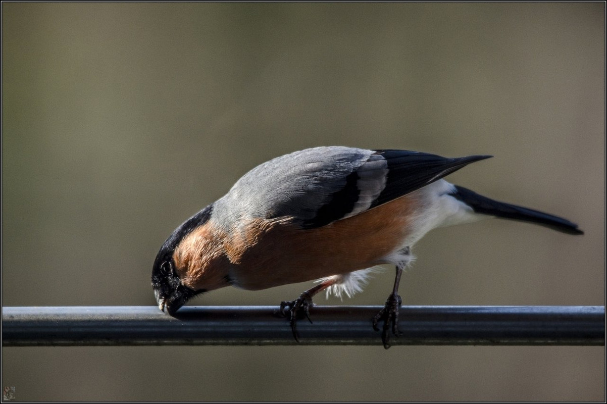 _DSC3479 BOT Vögel LR ERWZ FB