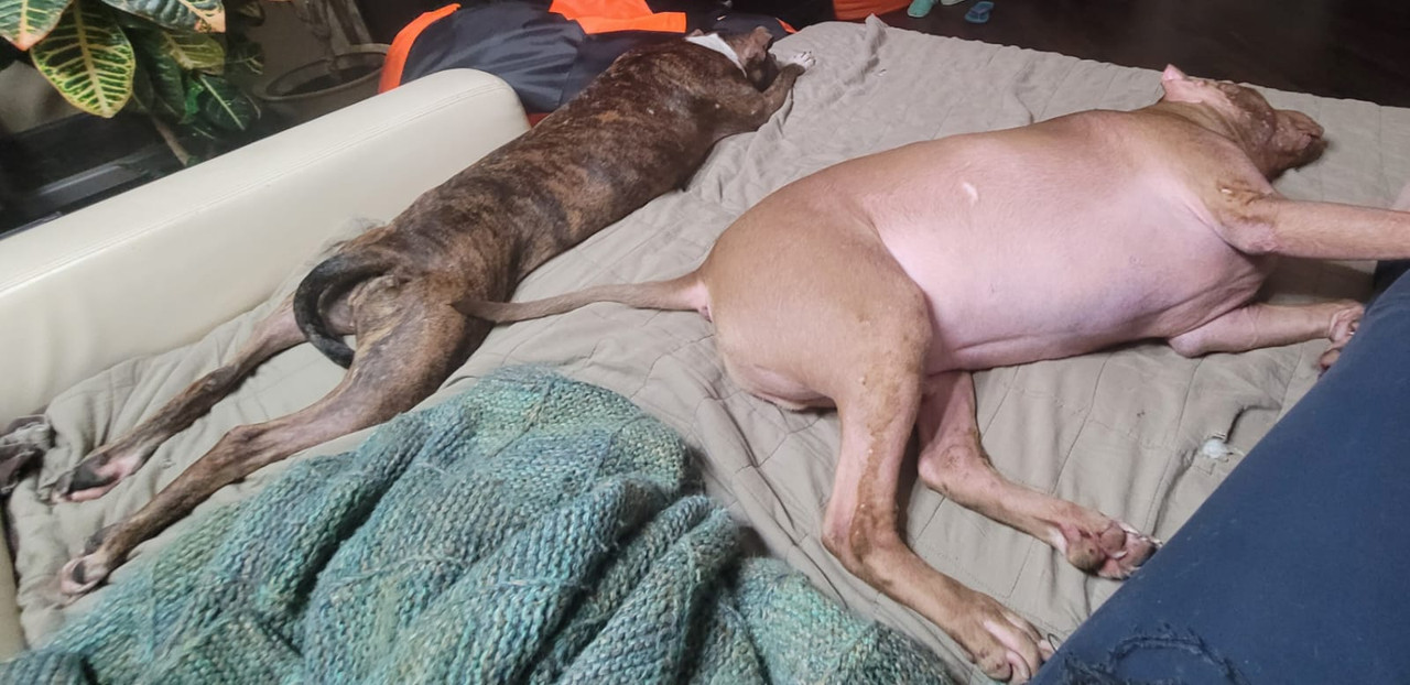 175A5681-FDD0-445F-89E1-C15AA985F5AB