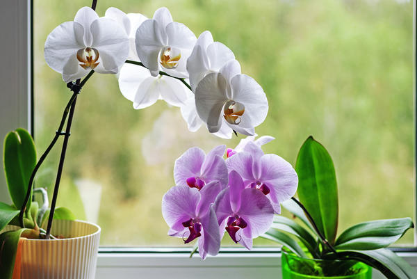 Почему орхидея не цветет проблемы с выращиванием