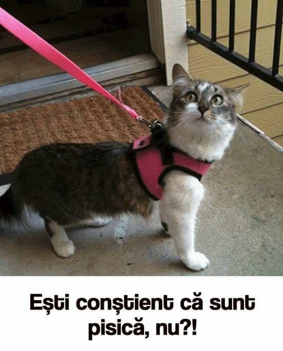 18881833_10154564766531500_4390759964427030587_n