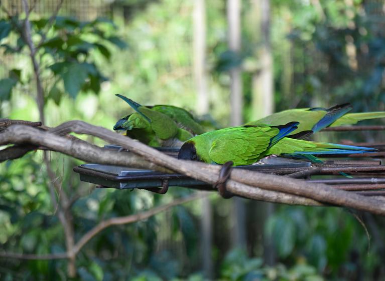 В джазе только девушки или аргентинско-бразильский калейдоскоп В джазе только девушки или аргентинско-бразильский калейдоскоп