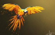 macaw-lowpoly-art-4k-t1.jpg
