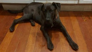 Luna-Weston-Ford