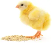 Chick Icon