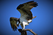 Osprey Bev Hambridge