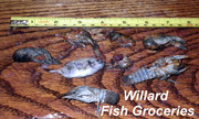 [Image: FISH-GROCERIES.jpg]