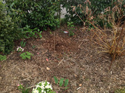 Bananen ausgepackt und Laub gemäht 2015 (2)