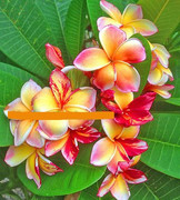 Plumeria_New-Variety