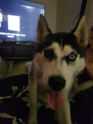 27356014_1778778682427856_7481029707687760409_o