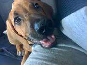 Rocco the Rhodesian Ridgeback 9