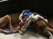 Rocco the Rhodesian Ridgeback 35