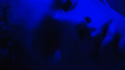 2.7.blue light VII