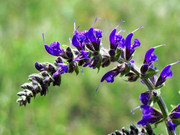 BIG_100_7932 (3000x2250)_1515435712234