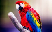 macaw-parrot-4k-t1.jpg