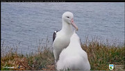 Kép