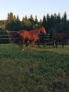 Ramona,Milli,Putikka