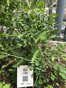 photo-iherbalgarden-3rd-024