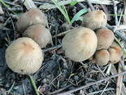 Rhizome-2