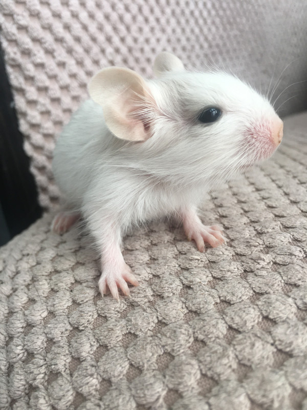 A51C66E4-39F2-49F5-8F35-470BFAF49A30