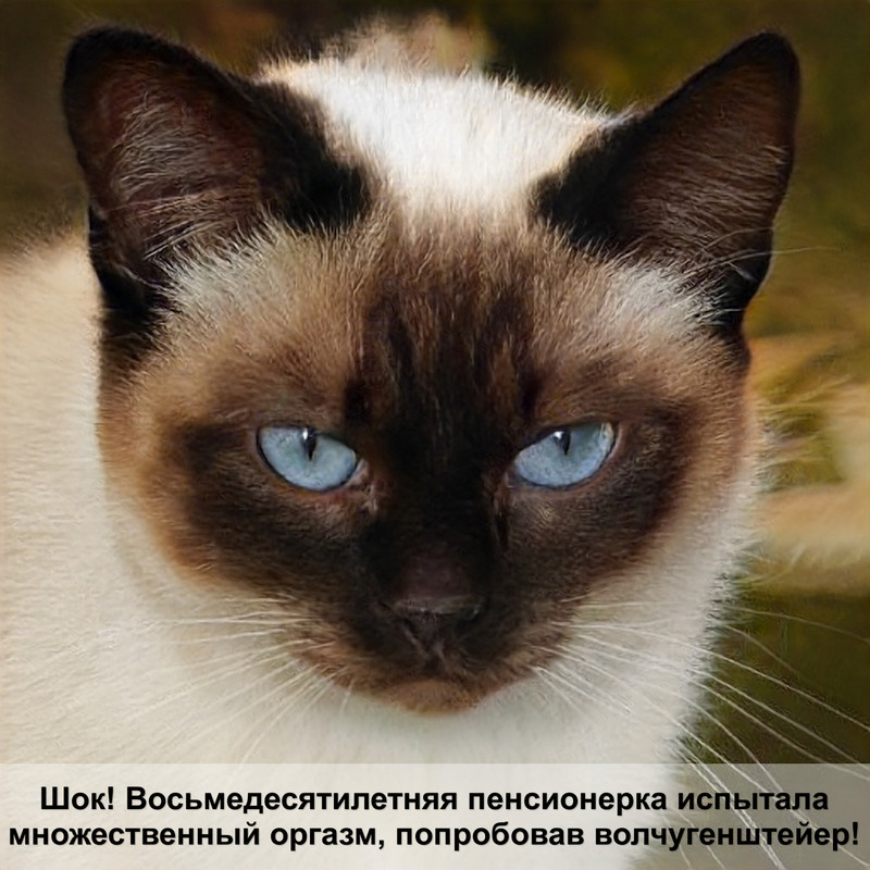 ориентальная кошка черепаховый окрас