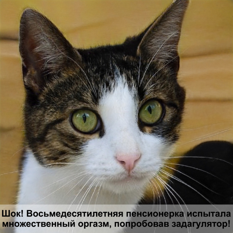 золотая шиншилла кошка окрас