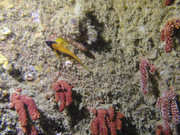 06004_11-01-1Pois-00028