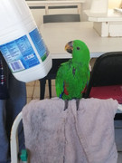 Gizmo glaring at a milk bottle