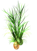 0-1c1b14-d8bf25fd-orig