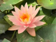 Colorado-Changeable-Waterlily-Flower-Plants-for-Ponds-Ltd-4.webp