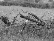 ADP Free party Balscha 2009 066