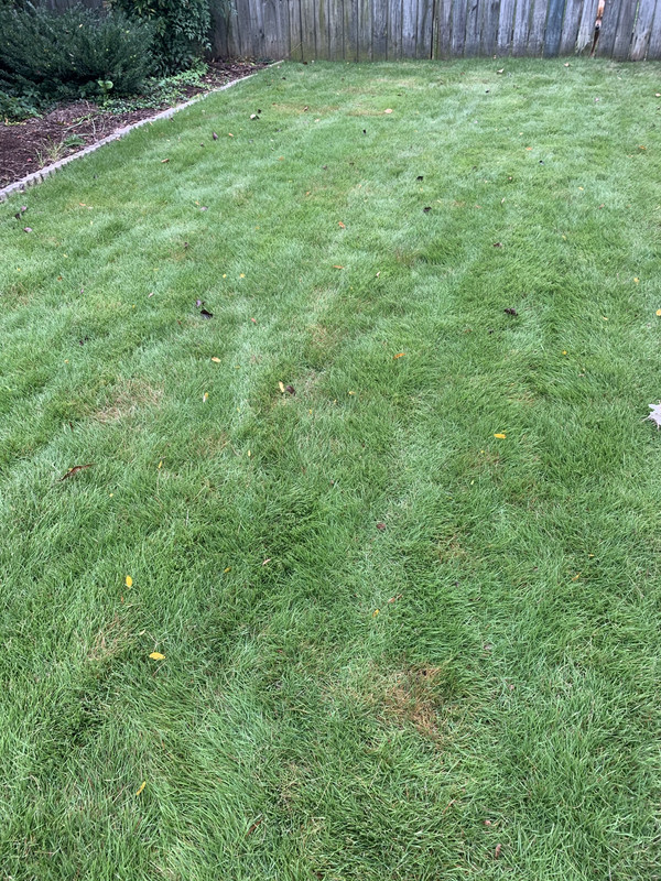Zeon Zoysia Fungus? Lawn Care Forum