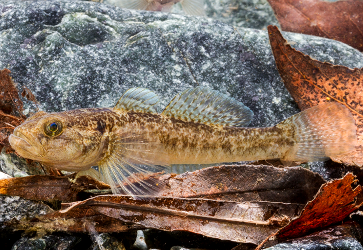 Padogobius-bonelli.png