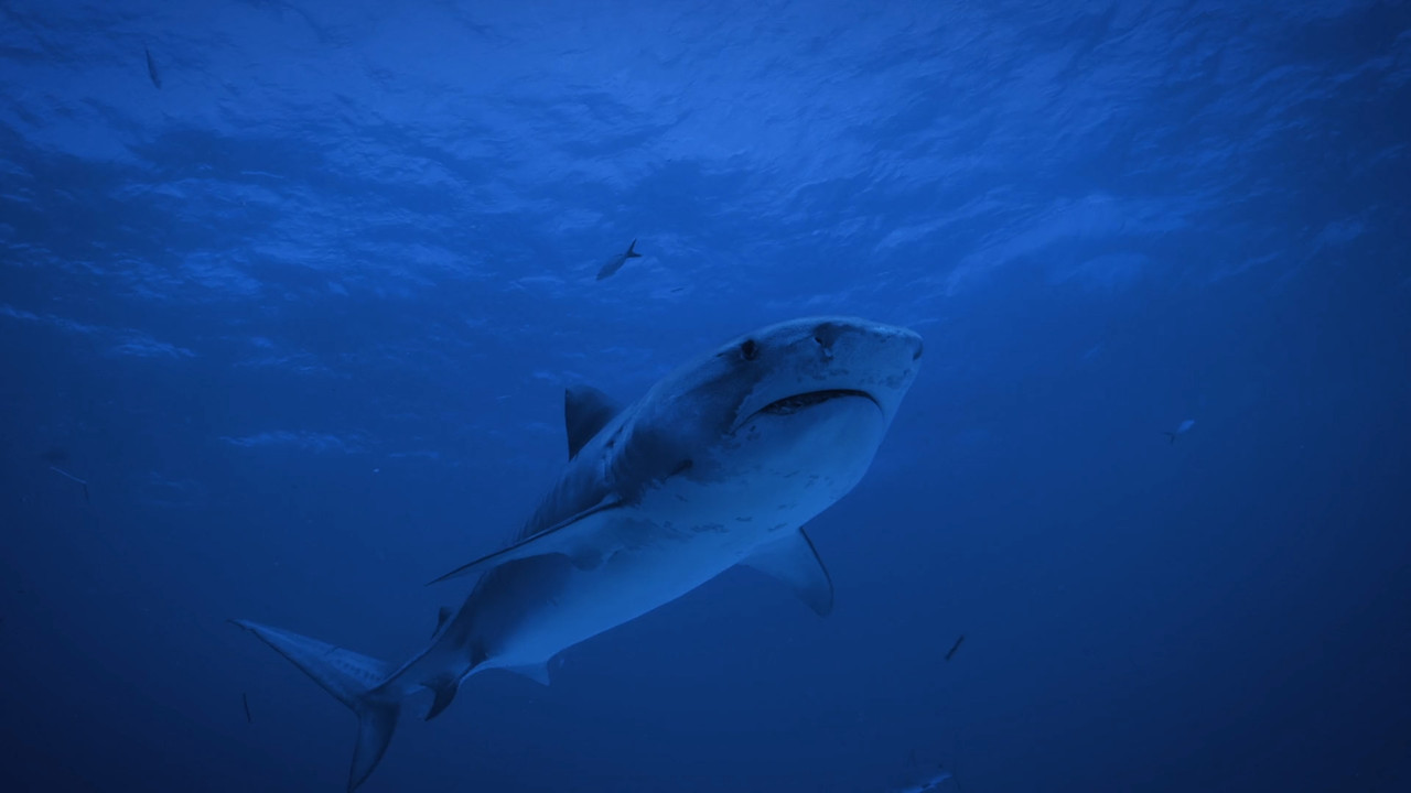 Shark Attack Files  S01E04 Disney  1080p WEB DDP x264-NM21vi.mkv_snapshot_24.45.484