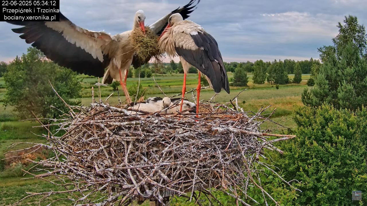 22062025bociany4