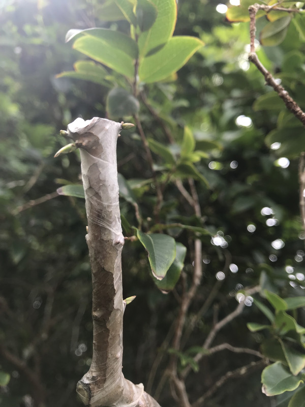 Jaboticaba Gragt a 11 2018