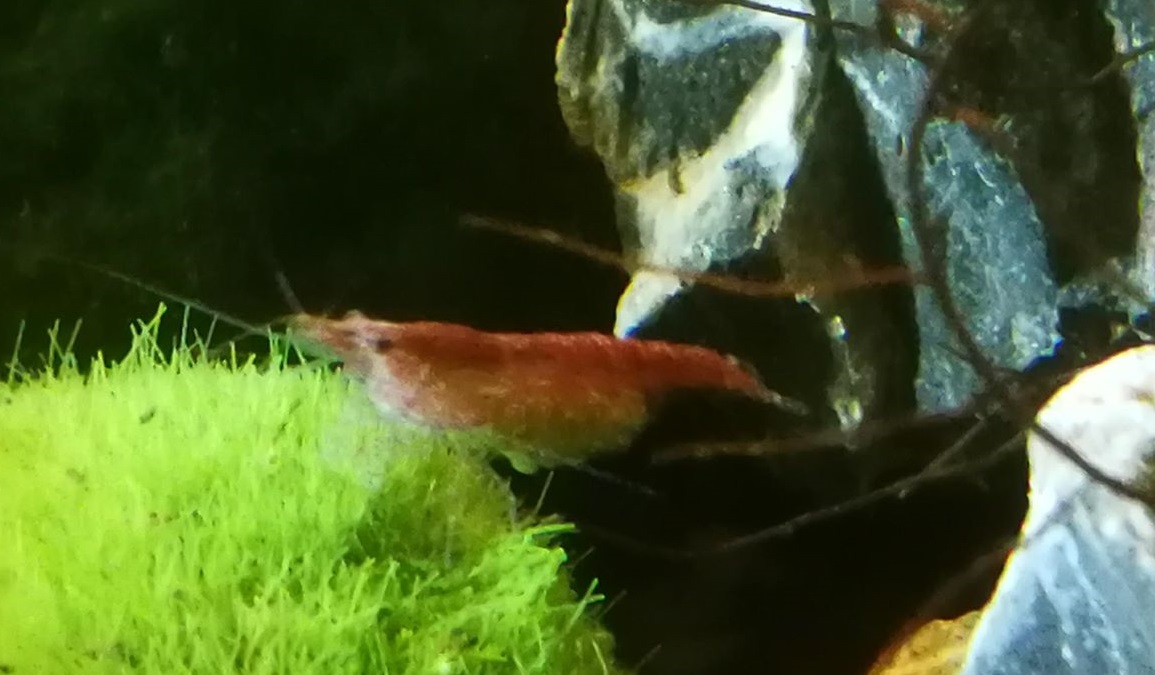 35435960_10215486896059221_1427457252981211136_n