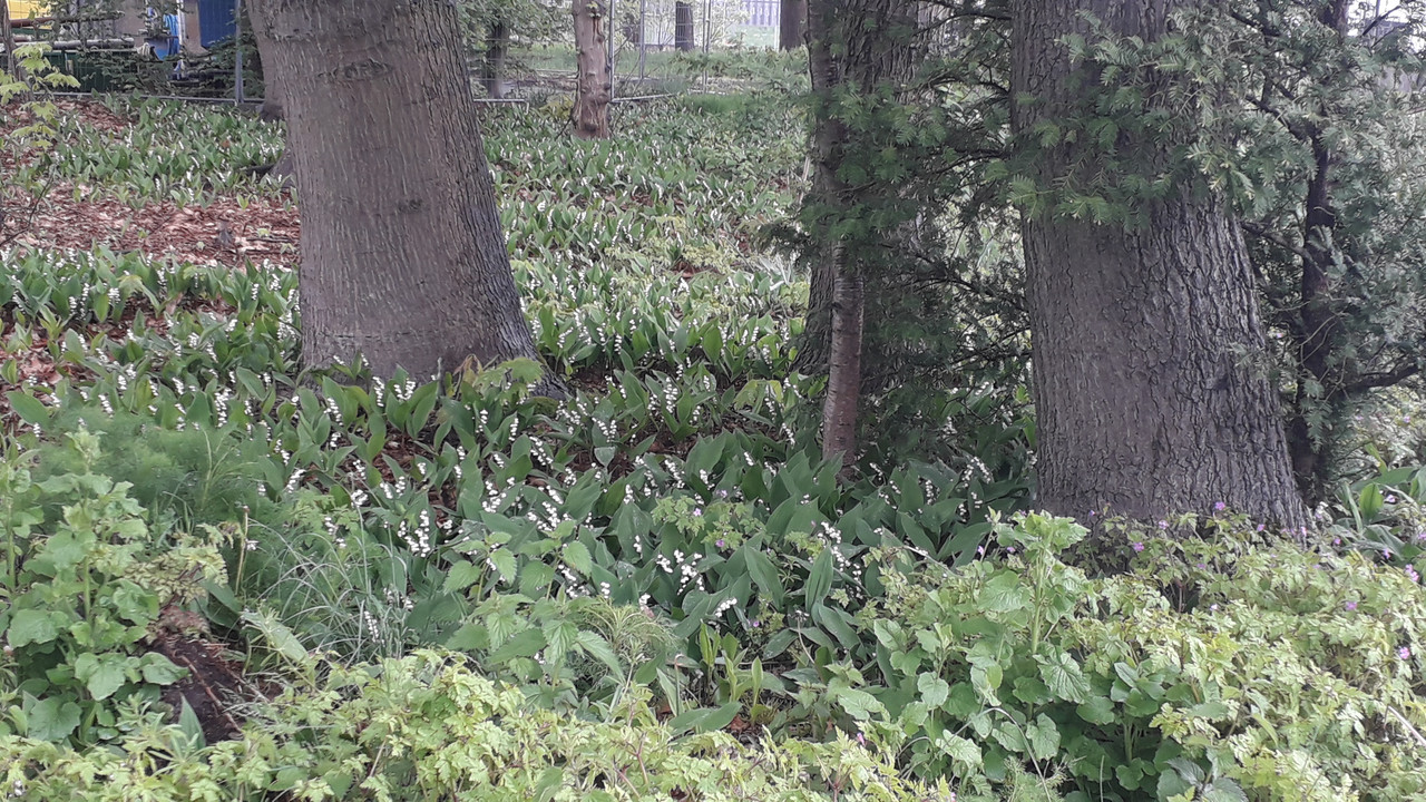 [Image: 20190502-144104.jpg]