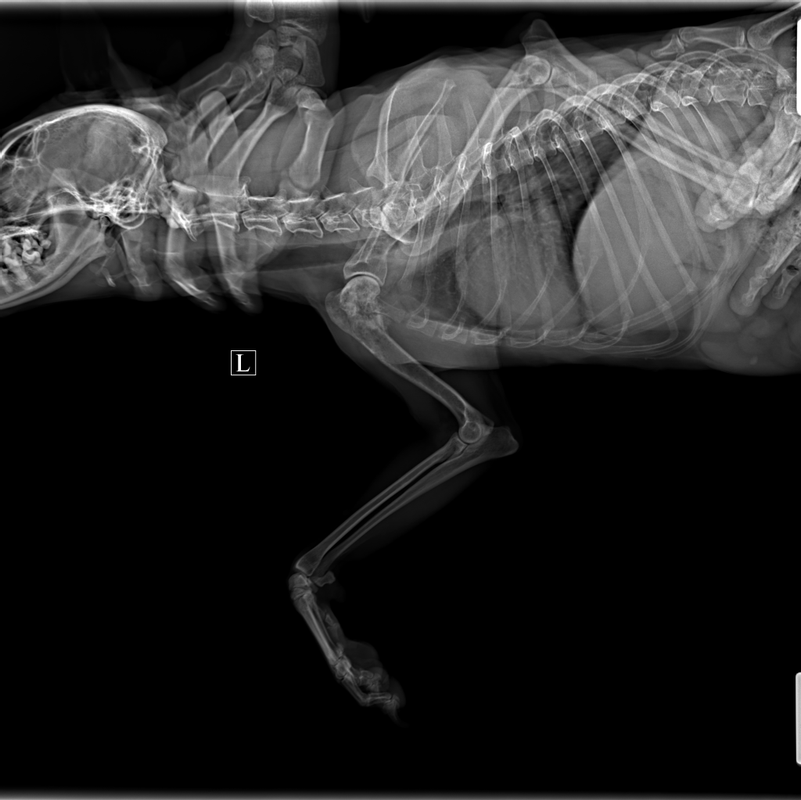 КАЗАНЦЕВА^_СОБАКА__Плечо-Бок Л_171510