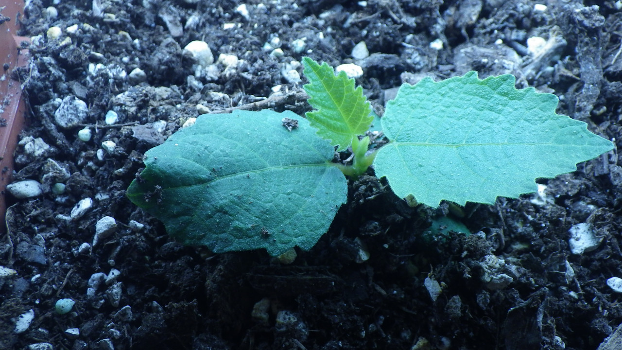 fig seedling 2020 05 05