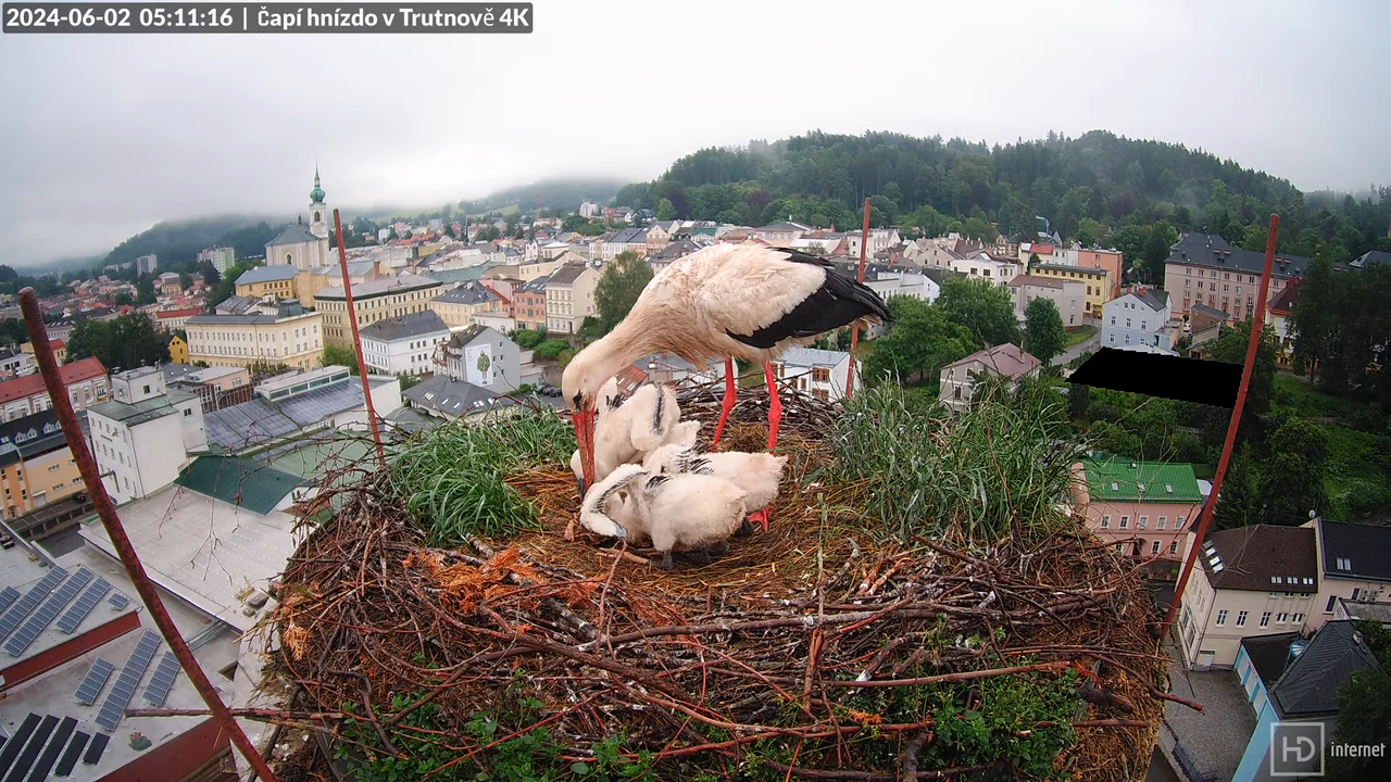 Tiešraidē no stārķa ligzdas uz alus darītavas skursteņa Trutnovā 7-28-8 screenshot
