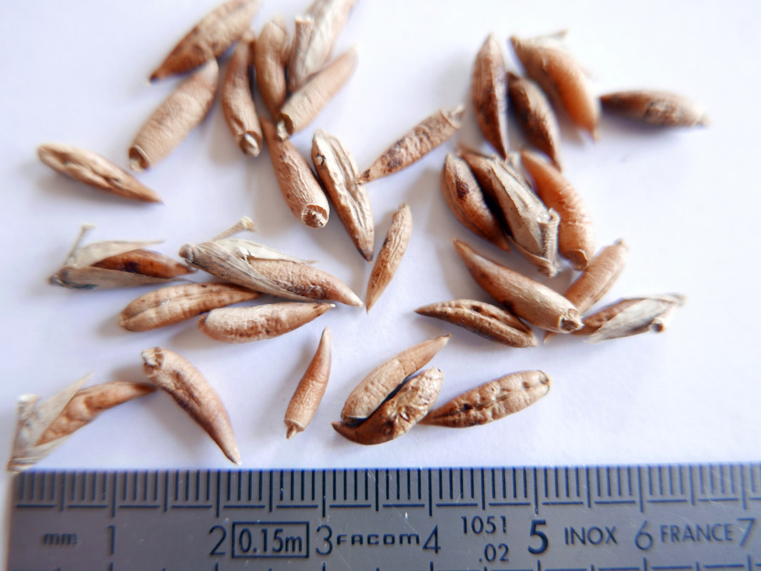 19-08-04graines coudées Jard bot paris_02