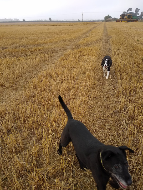 IMG_20180901_084536112