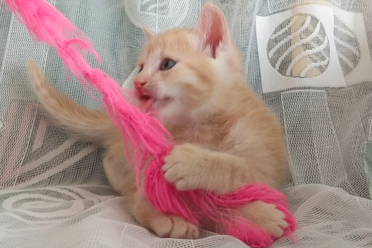 ?ыжикБелый1_5-1