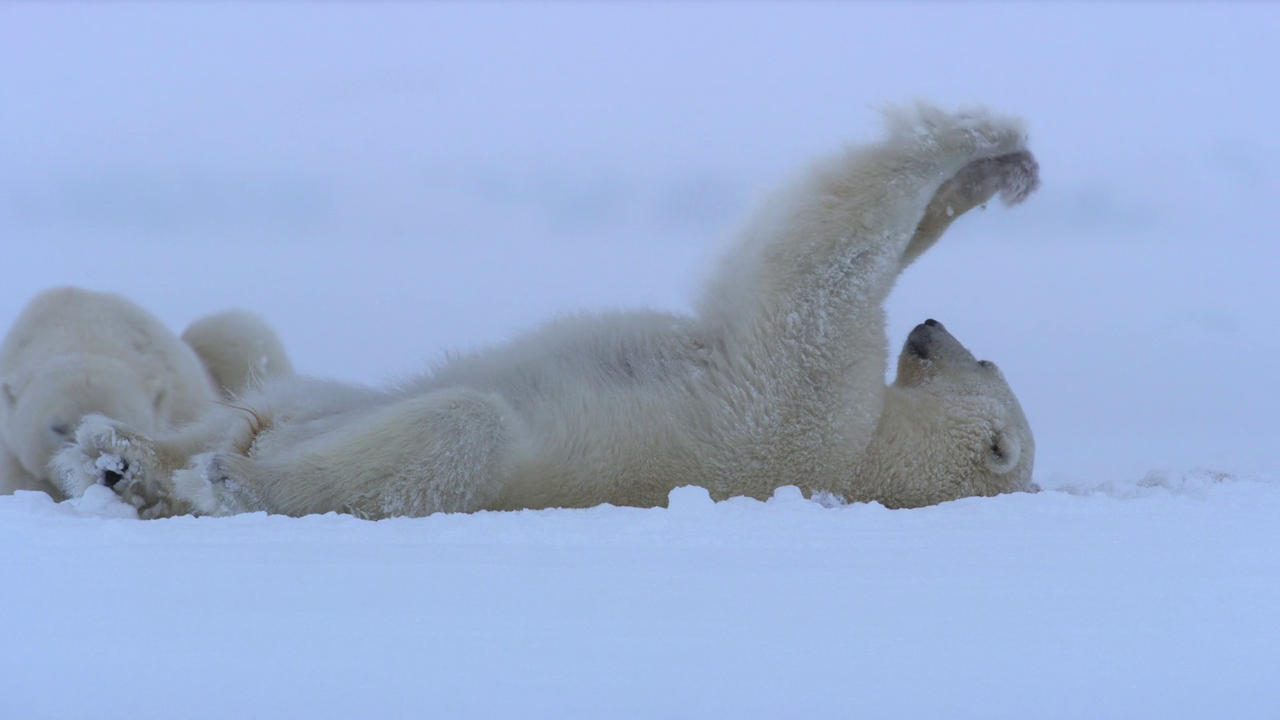 Bear Witness 2022 1080p WEB DL AAC x264 BluBeast