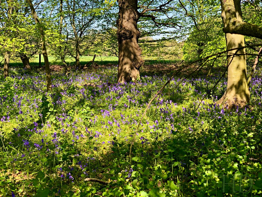 bluebells-woods-2.jpg