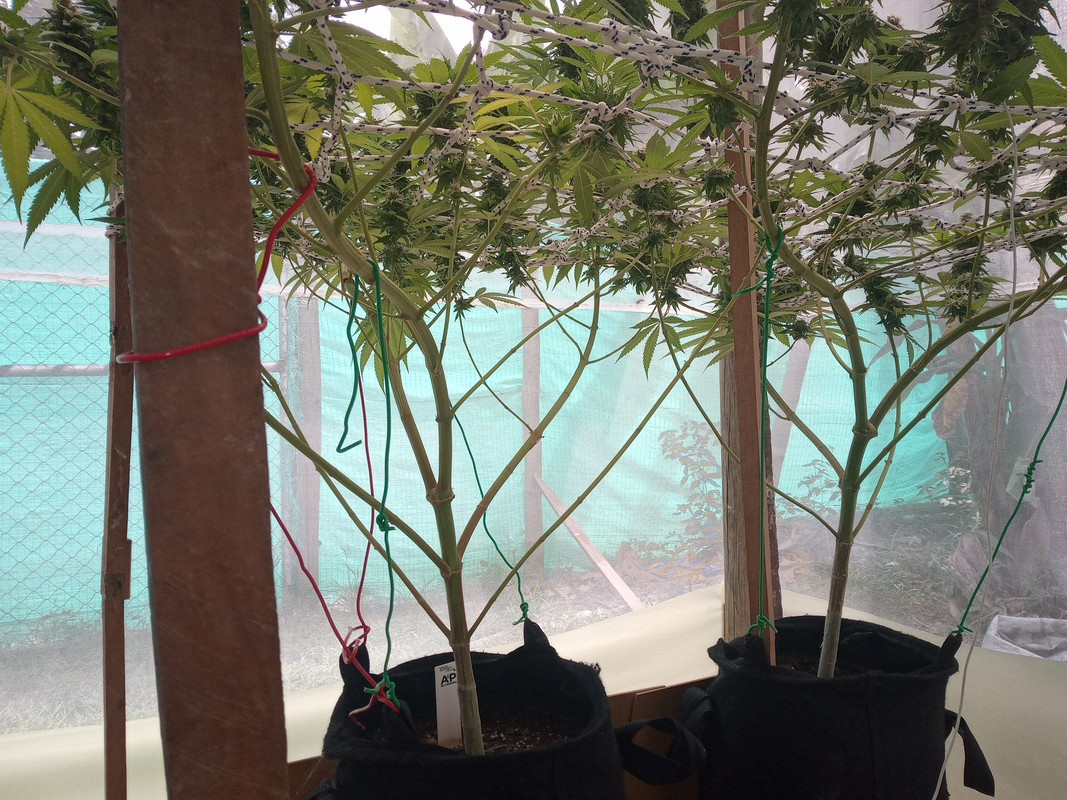 IMG_20230711_132608_009