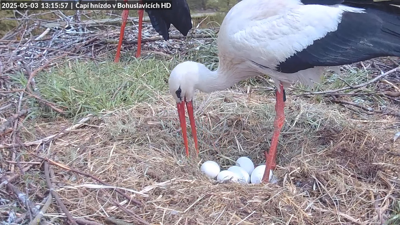 Tiešraide no stārķu skursteņa Bohuslavicē netālu no Trutnovas HD kvalitātē 9-0-59 screenshot