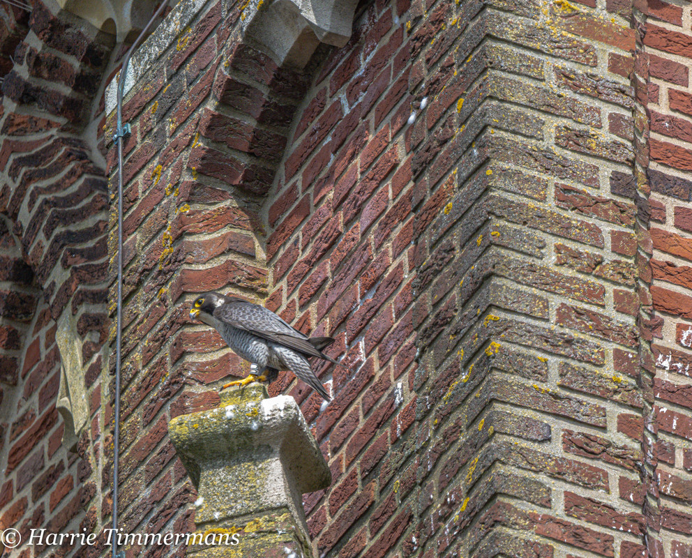 Alphen NBr M D/J ~ Vrouw geen ringen 2