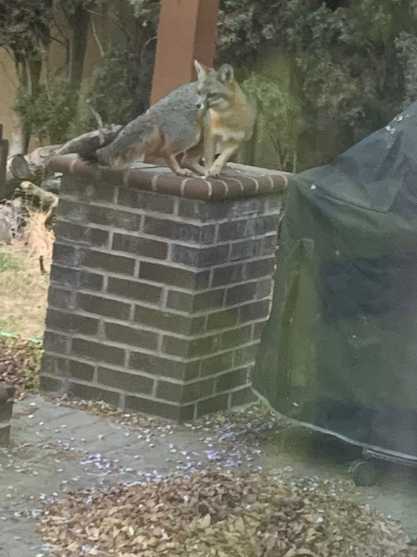Fox
