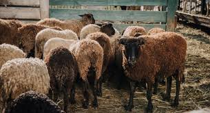 ONE STOP SHOP ΚΤΗΝΟΤΡΟΦΙΑΣ ΑΠΟ ΠΕΙΡΑΙΩΣ ΚΑΙ MILKPLAN - ΓΑΙΑΣ ΕΡΓΟΝ 